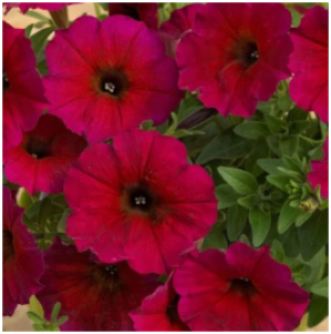 Снимок экрана 2025-10-24 162258